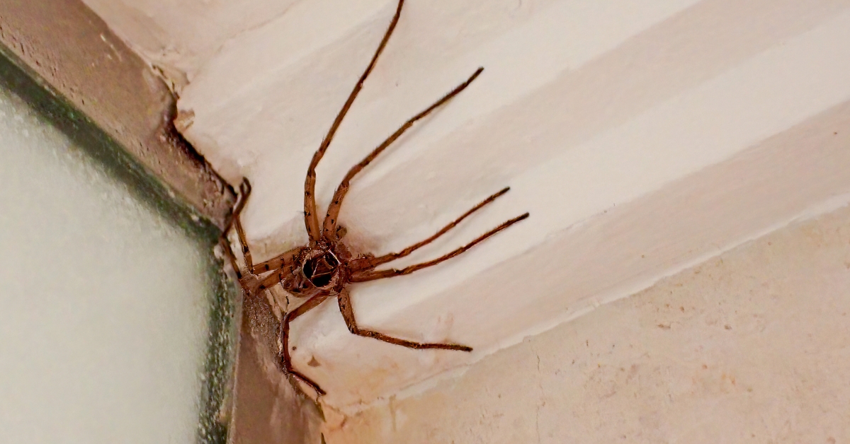 A spider at home
