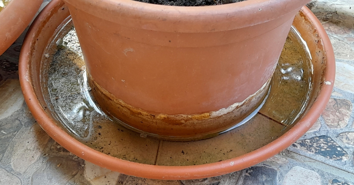 Flower pot with standing water