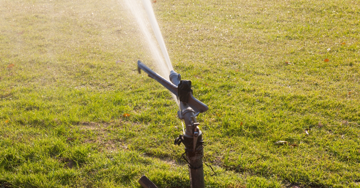 An overwatered lawn