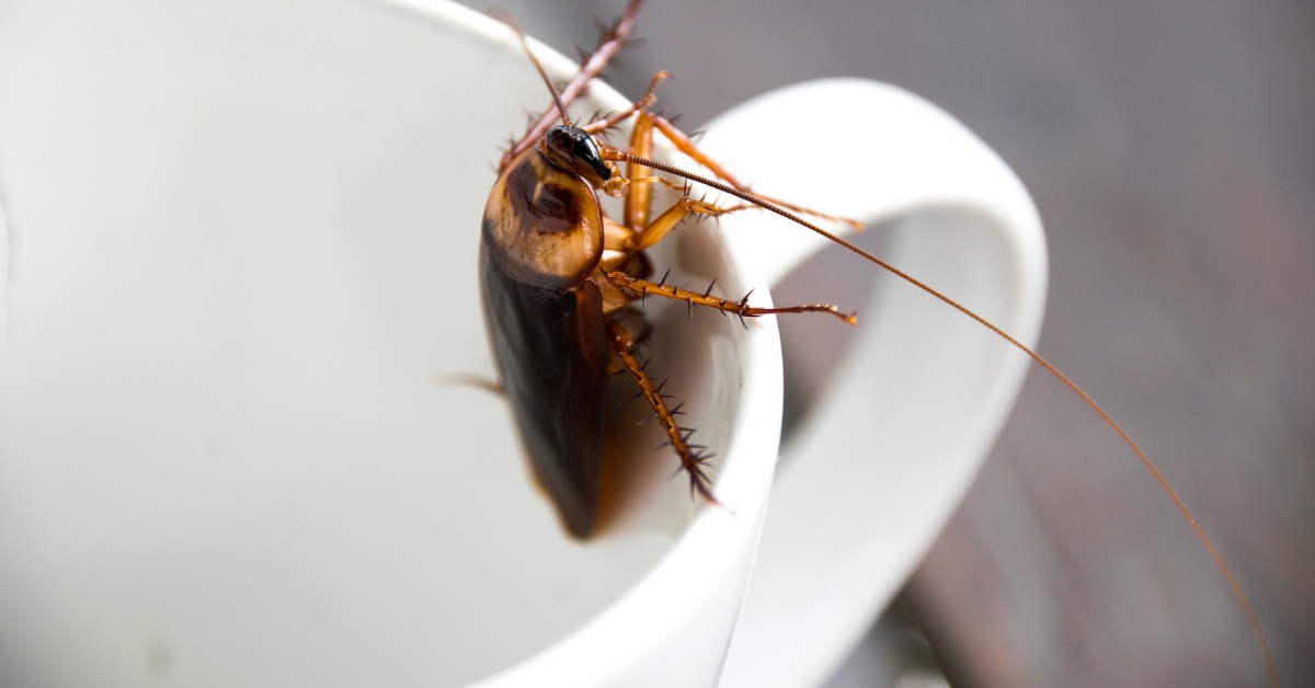 Cockroach in a cup