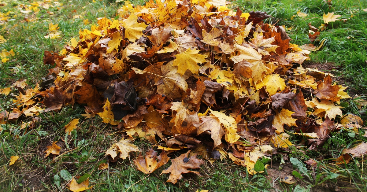 Pile of leaves