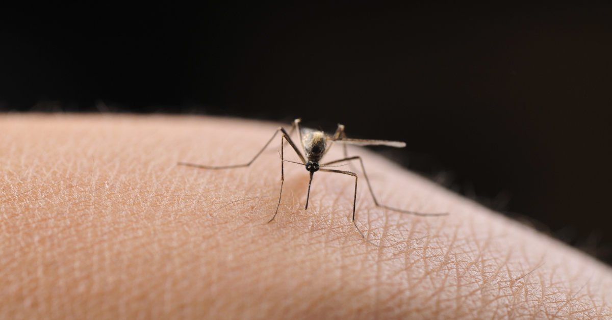 Mosquito on human skin