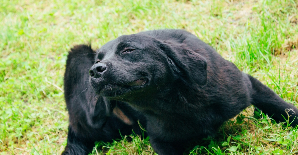 Dog scratching because of fleas